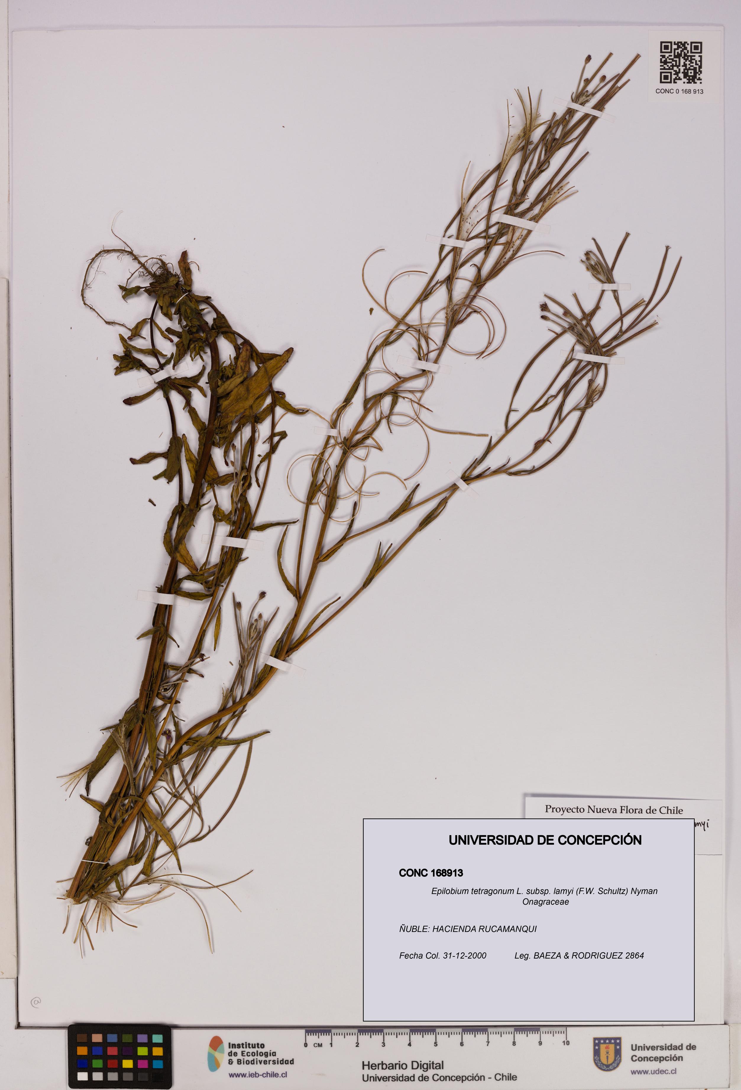 Epilobium tetragonum [Espécimen: UDEC:CONC:0168913]