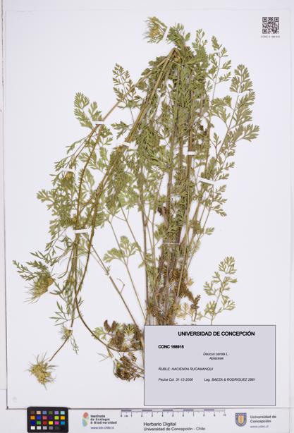 Daucus carota [Espécimen: ]
