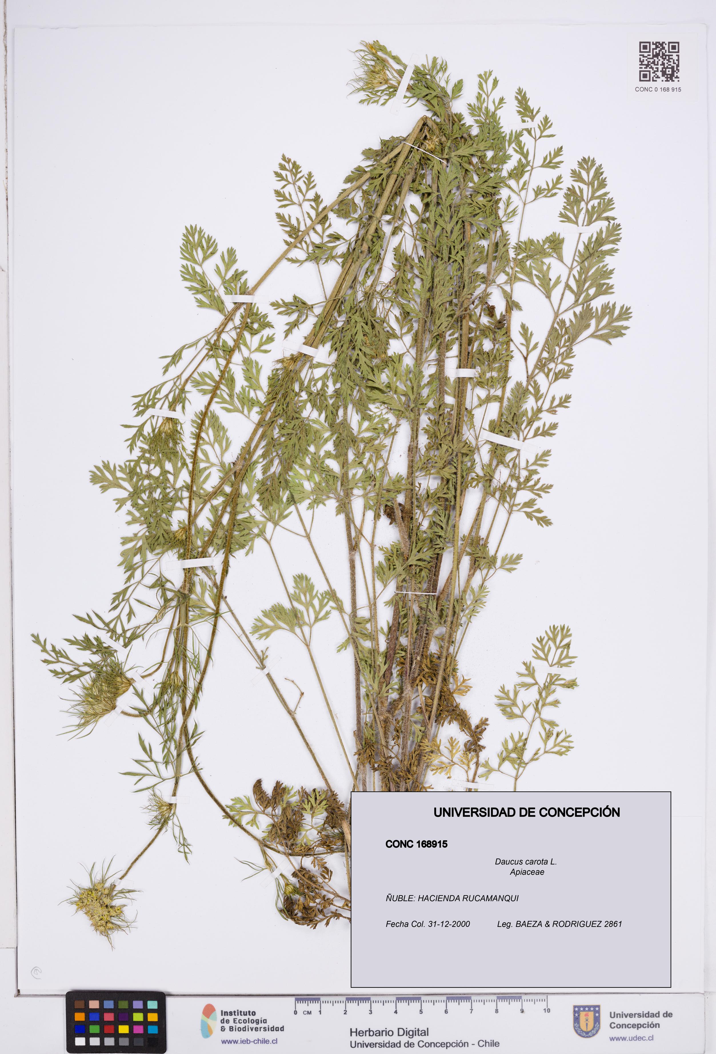 Daucus carota [Espécimen: ]