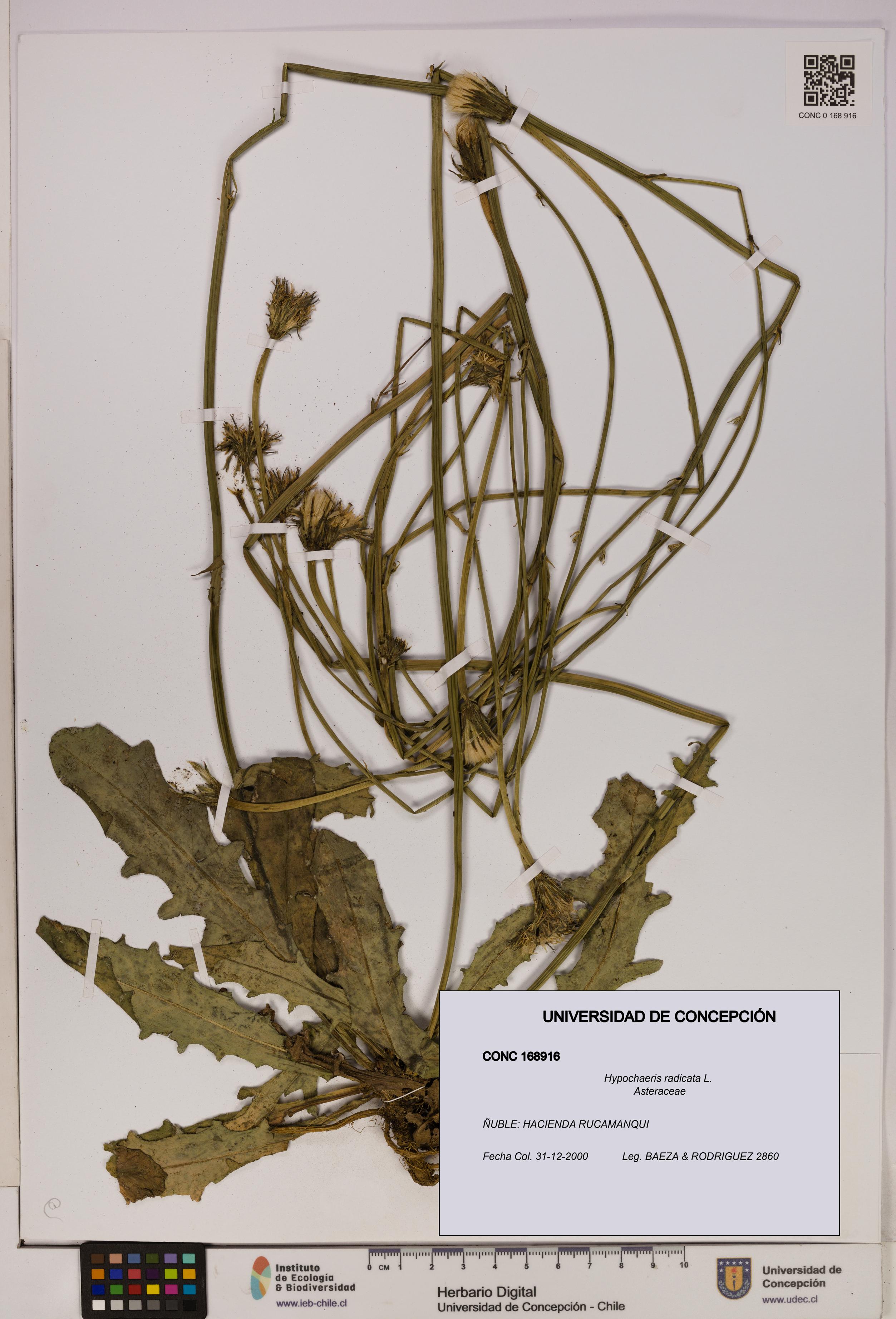 Hypochaeris radicata [Espécimen: UDEC:CONC:0168916]