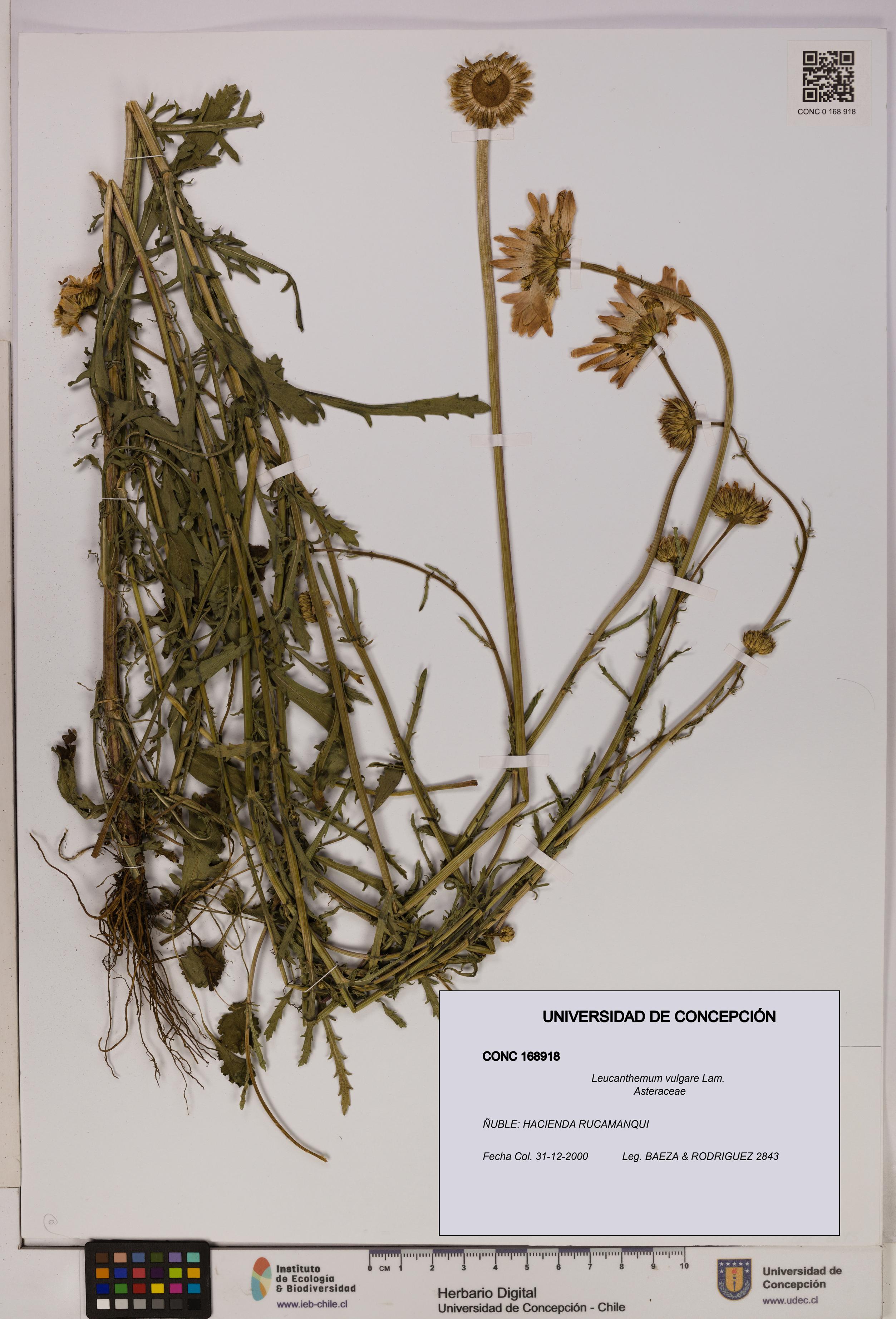 Leucanthemum vulgare [Espécimen: UDEC:CONC:0168918]