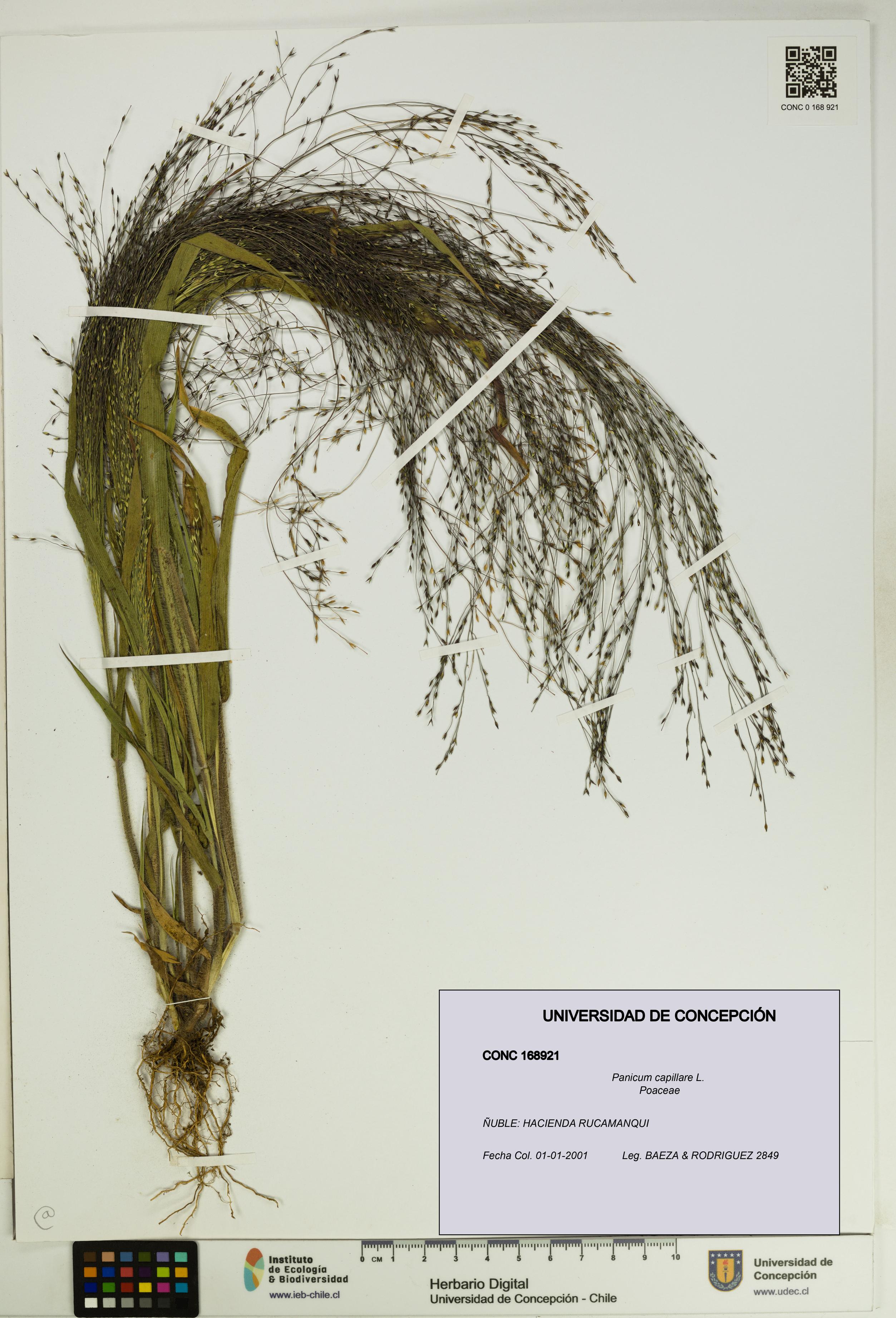 Panicum capillare [Espécimen: UDEC:CONC:0168921]
