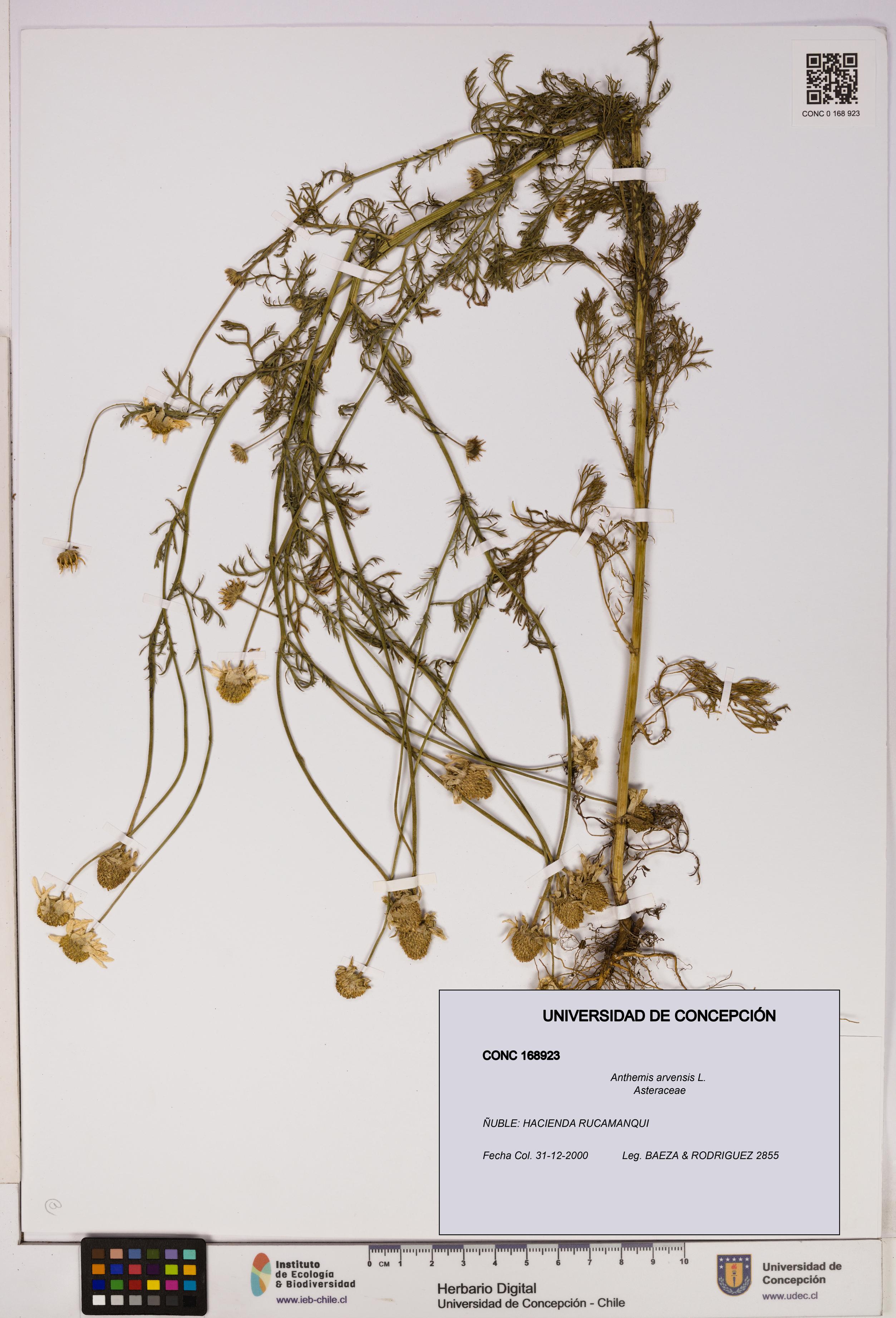 Anthemis arvensis [Espécimen: UDEC:CONC:0168923]