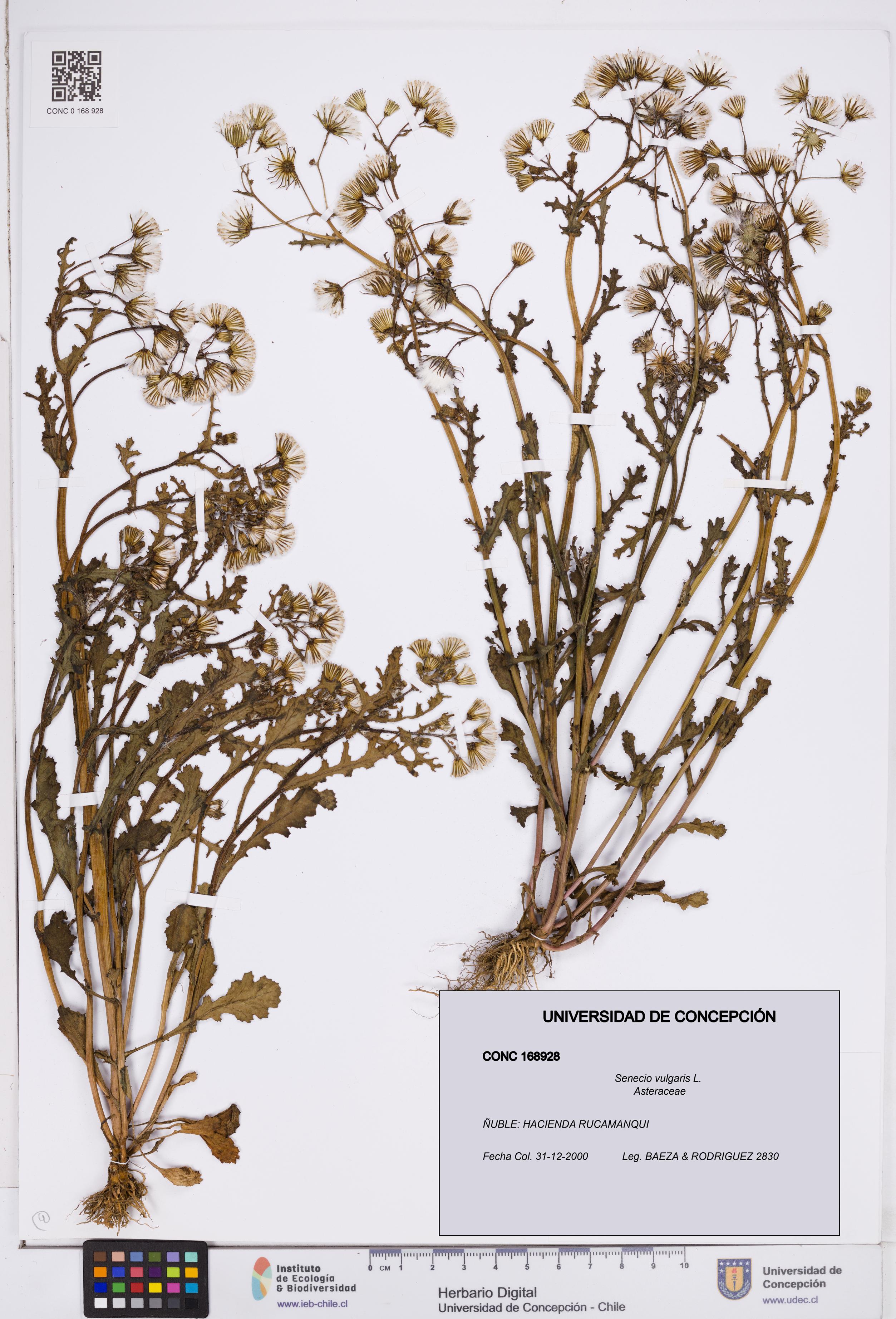 Senecio vulgaris [Espécimen: ]