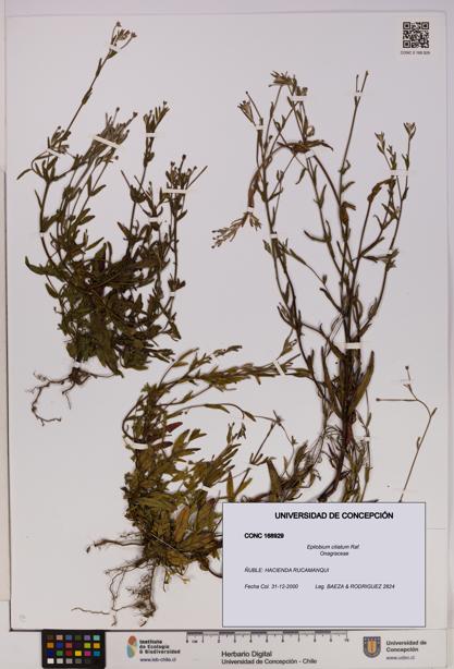 Epilobium ciliatum [Espécimen: UDEC:CONC:0168929]