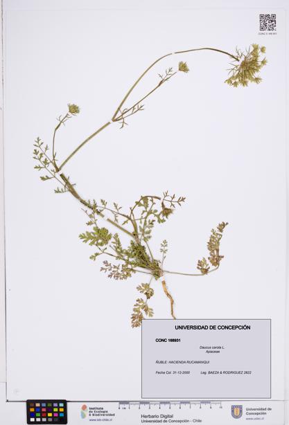 Daucus carota [Espécimen: ]