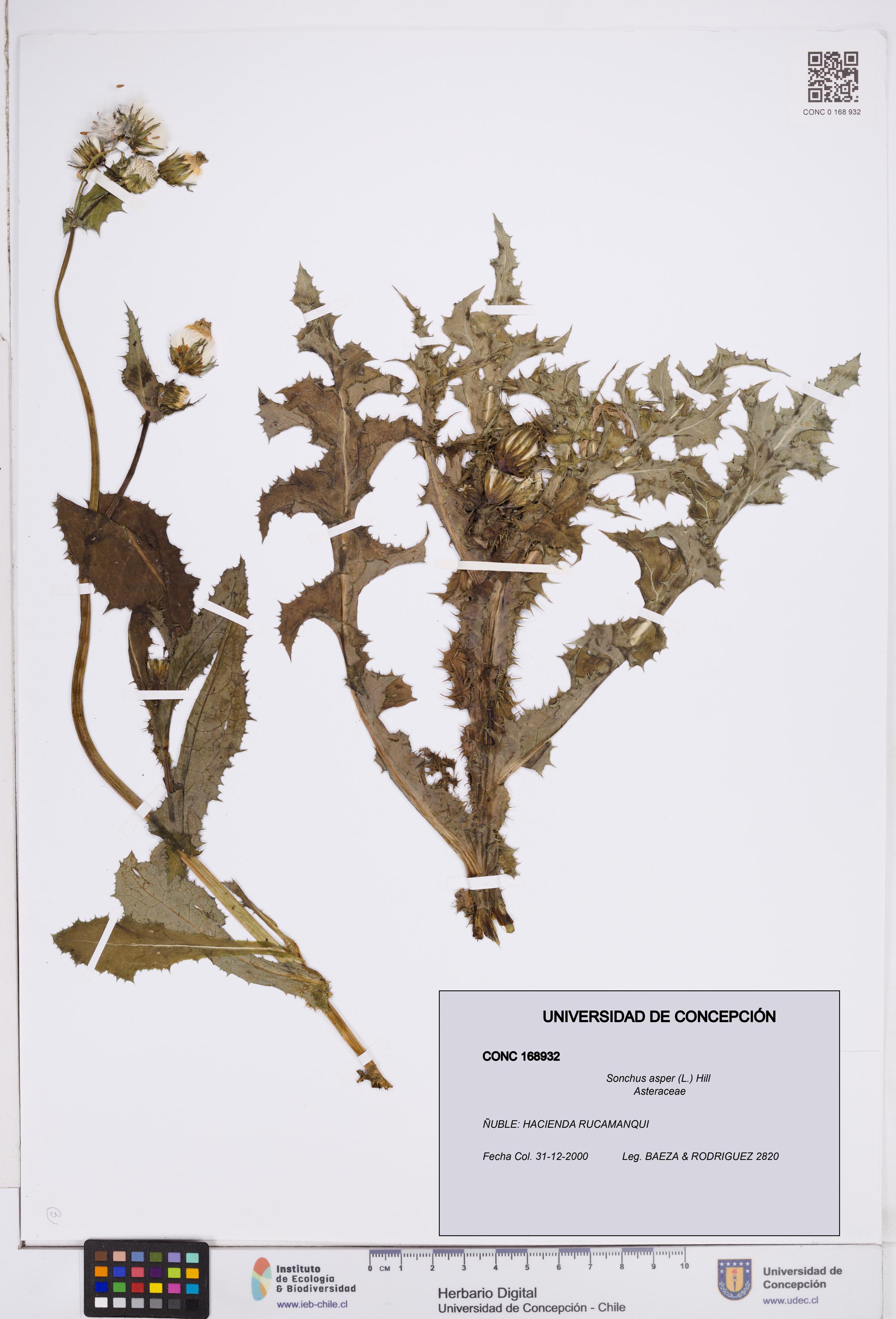 Sonchus asper [Espécimen: ]