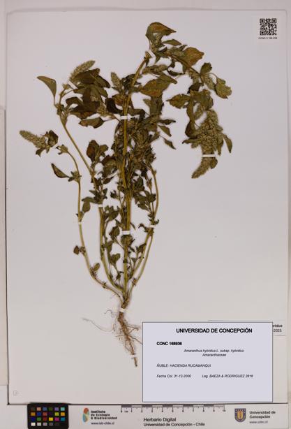 Amaranthus hybridus [Espécimen: UDEC:CONC:0168936]