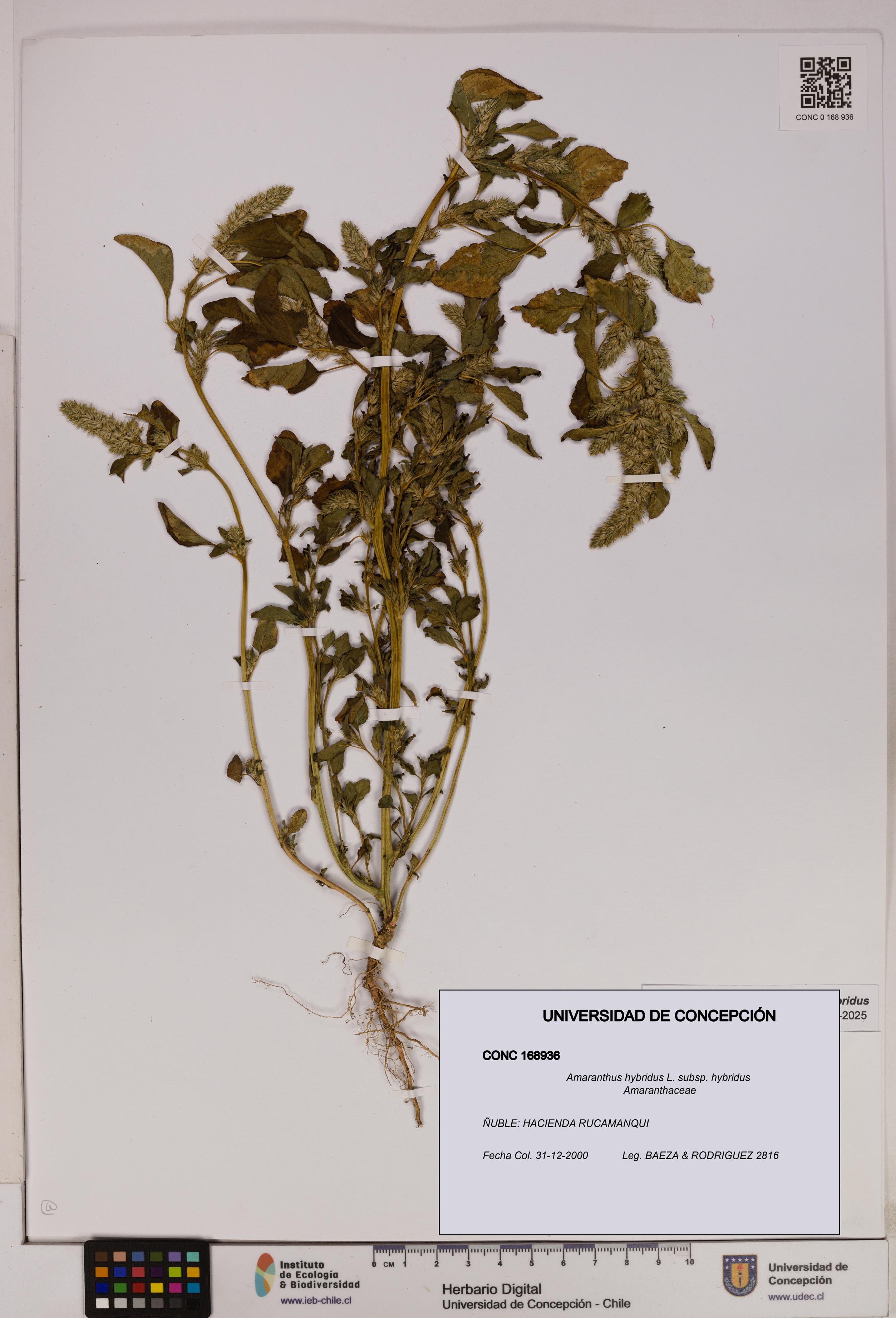 Amaranthus hybridus [Espécimen: UDEC:CONC:0168936]