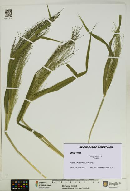 Panicum capillare [Espécimen: UDEC:CONC:0168938]