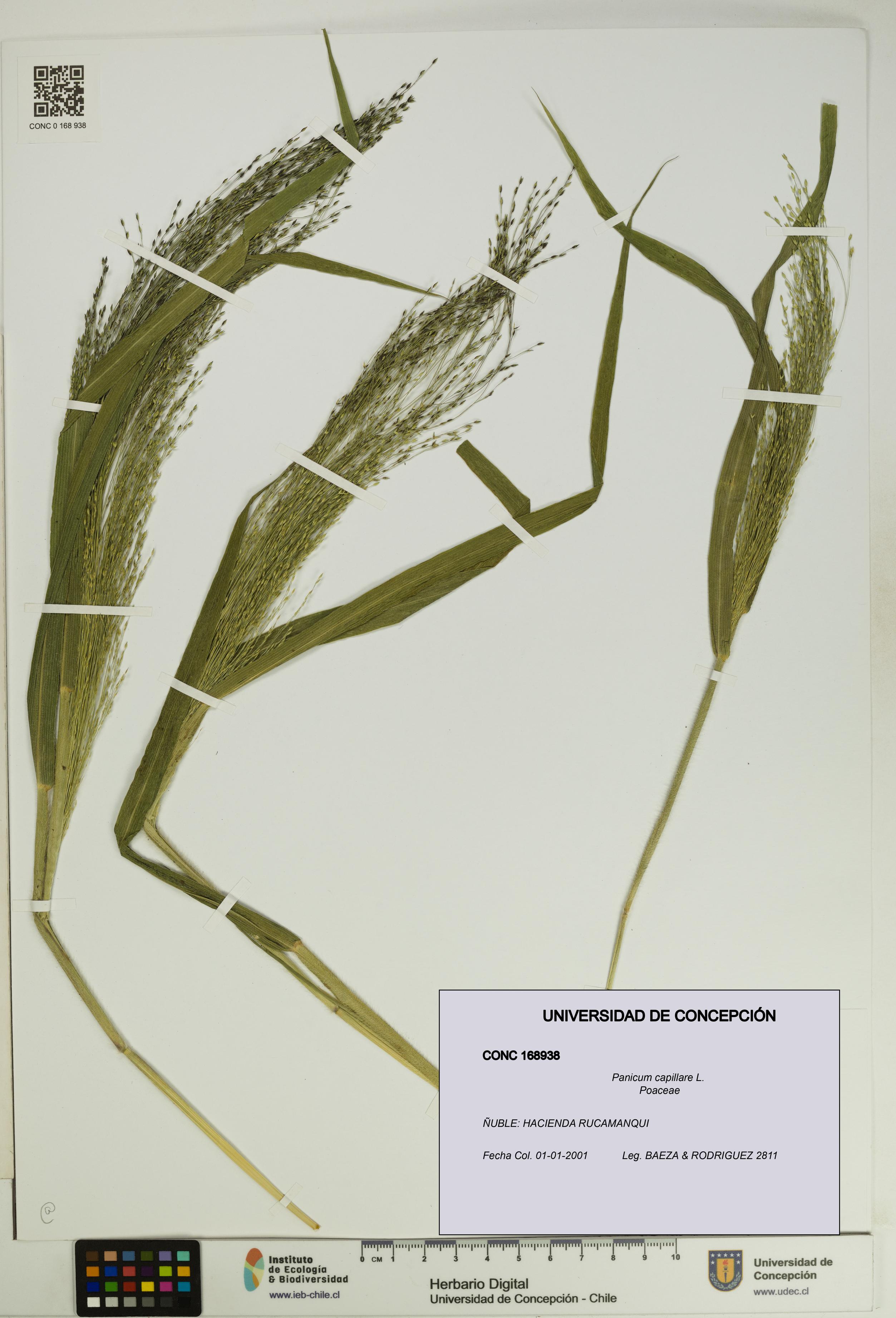 Panicum capillare [Espécimen: UDEC:CONC:0168938]