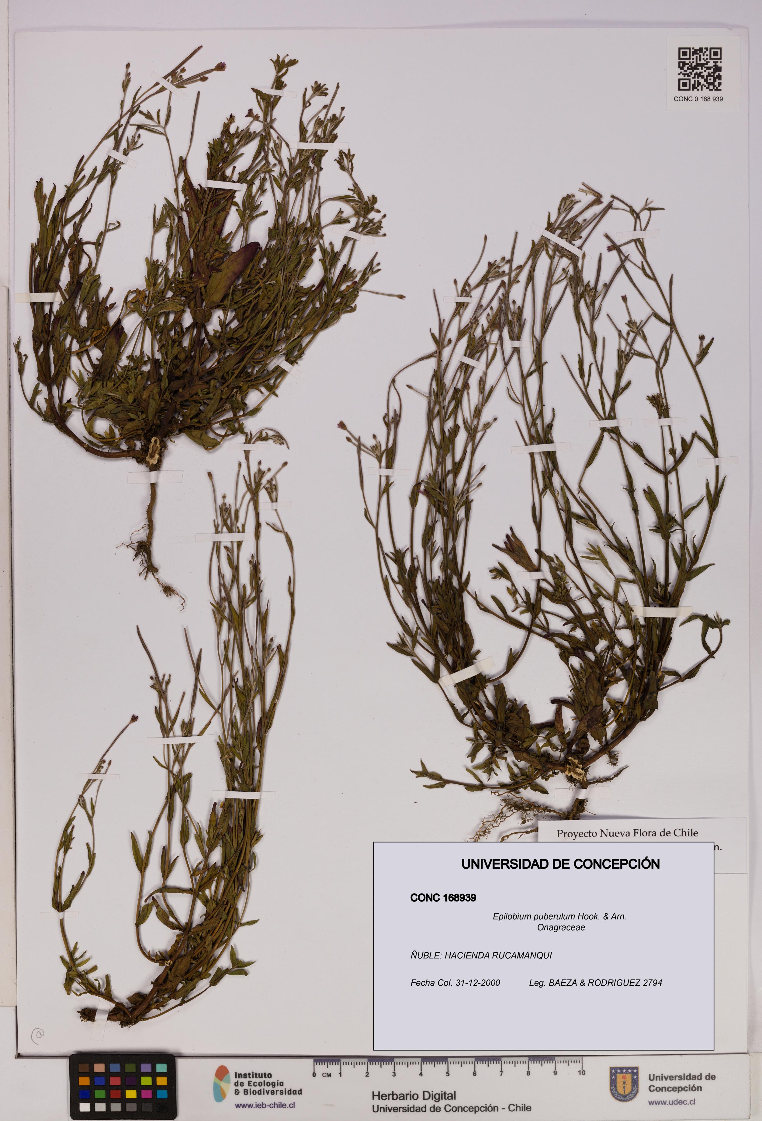 Epilobium puberulum [Espécimen: UDEC:CONC:0168939]