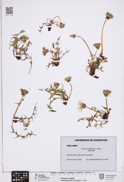 Taraxacum officinale [Espécimen: ]