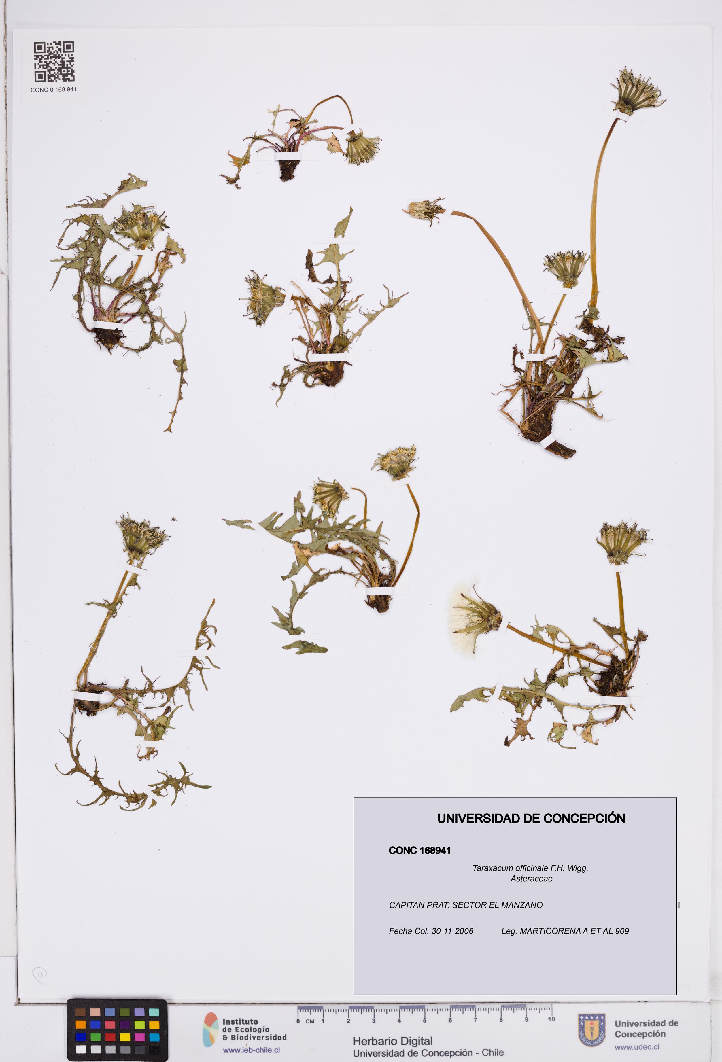 Taraxacum officinale [Espécimen: ]