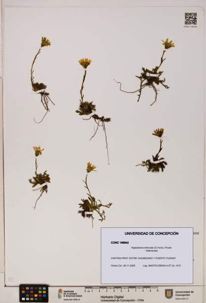 Haplosticha trifurcata [Espécimen: UDEC:CONC:0168942]