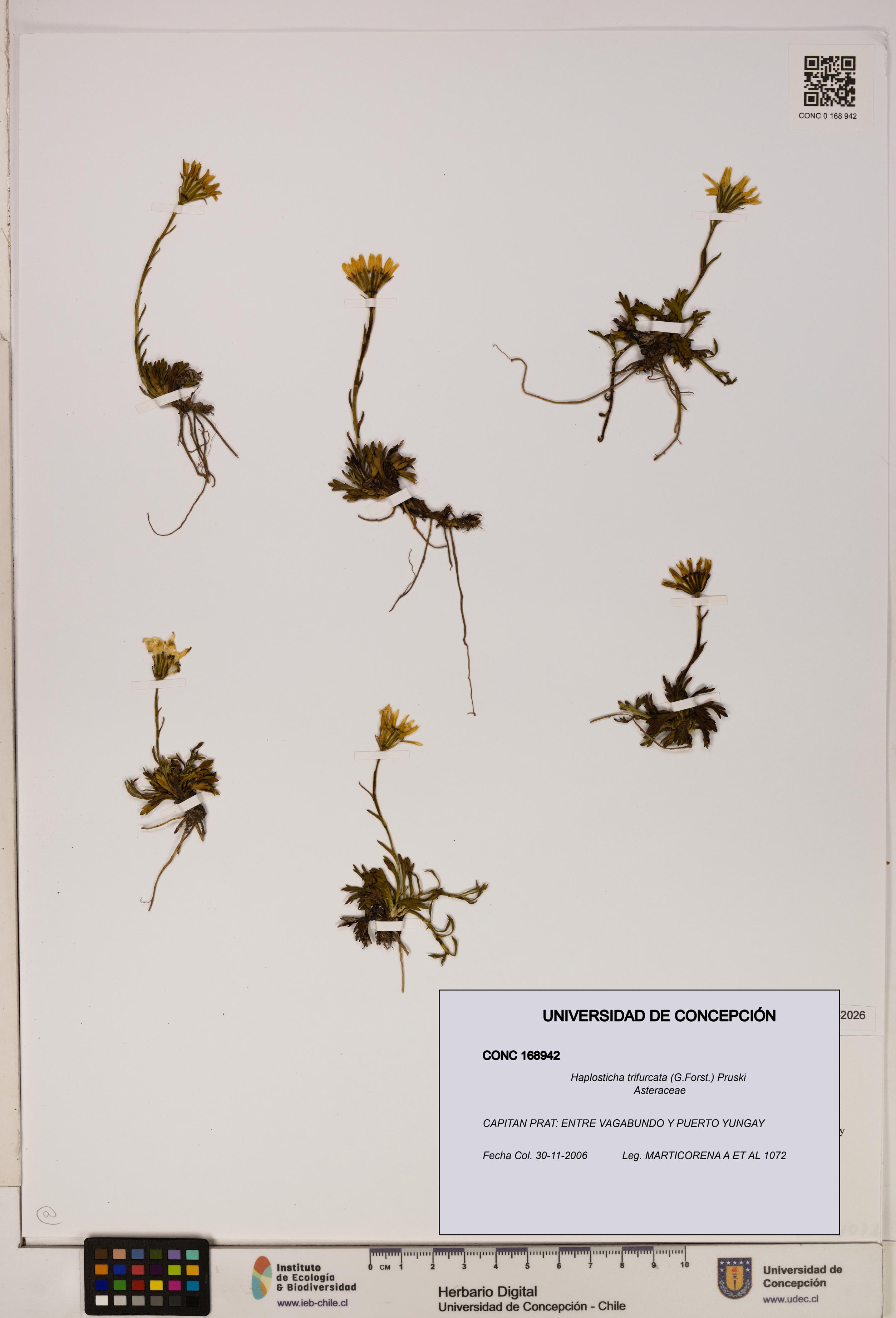 Haplosticha trifurcata [Espécimen: UDEC:CONC:0168942]