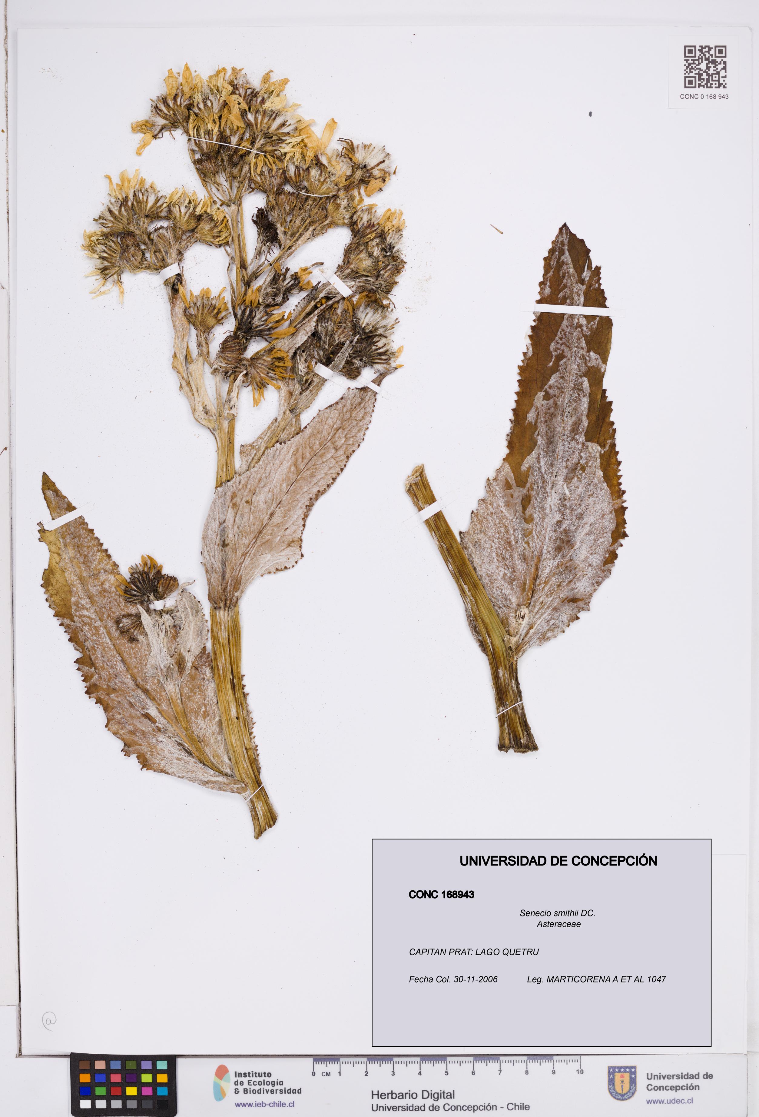 Senecio smithii [Espécimen: ]