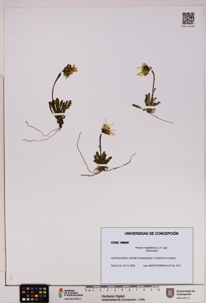 Perezia magellanica [Espécimen: UDEC:CONC:0168945]