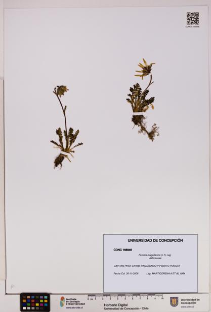 Perezia magellanica [Espécimen: UDEC:CONC:0168946]