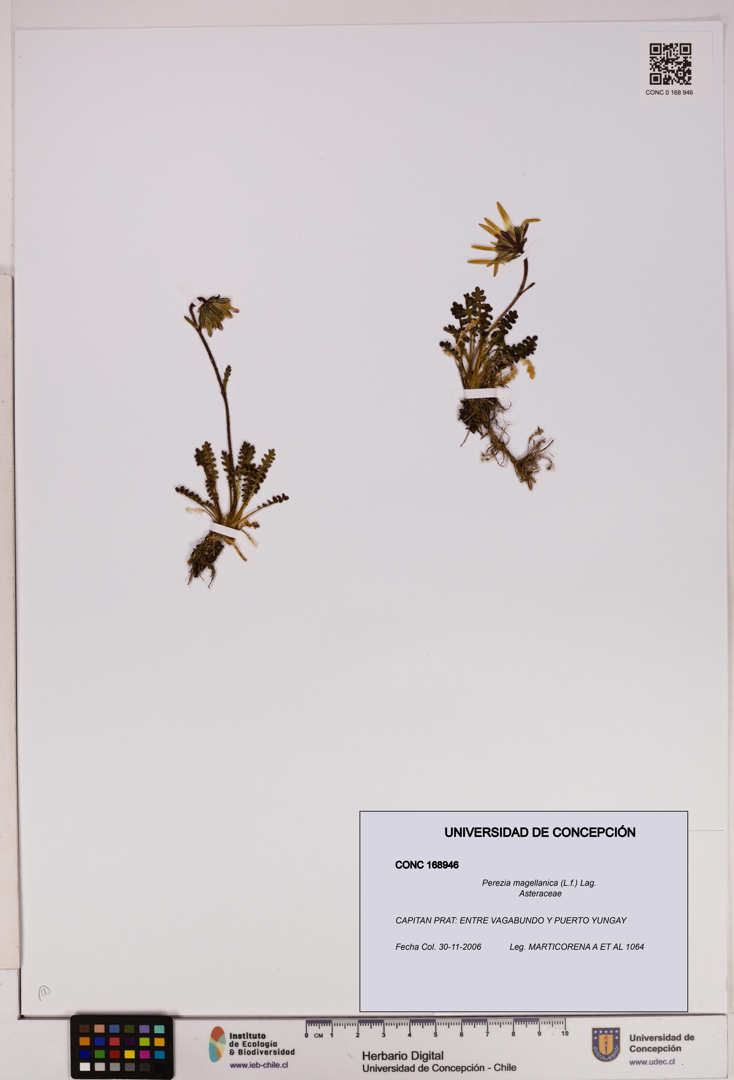 Perezia magellanica [Espécimen: UDEC:CONC:0168946]