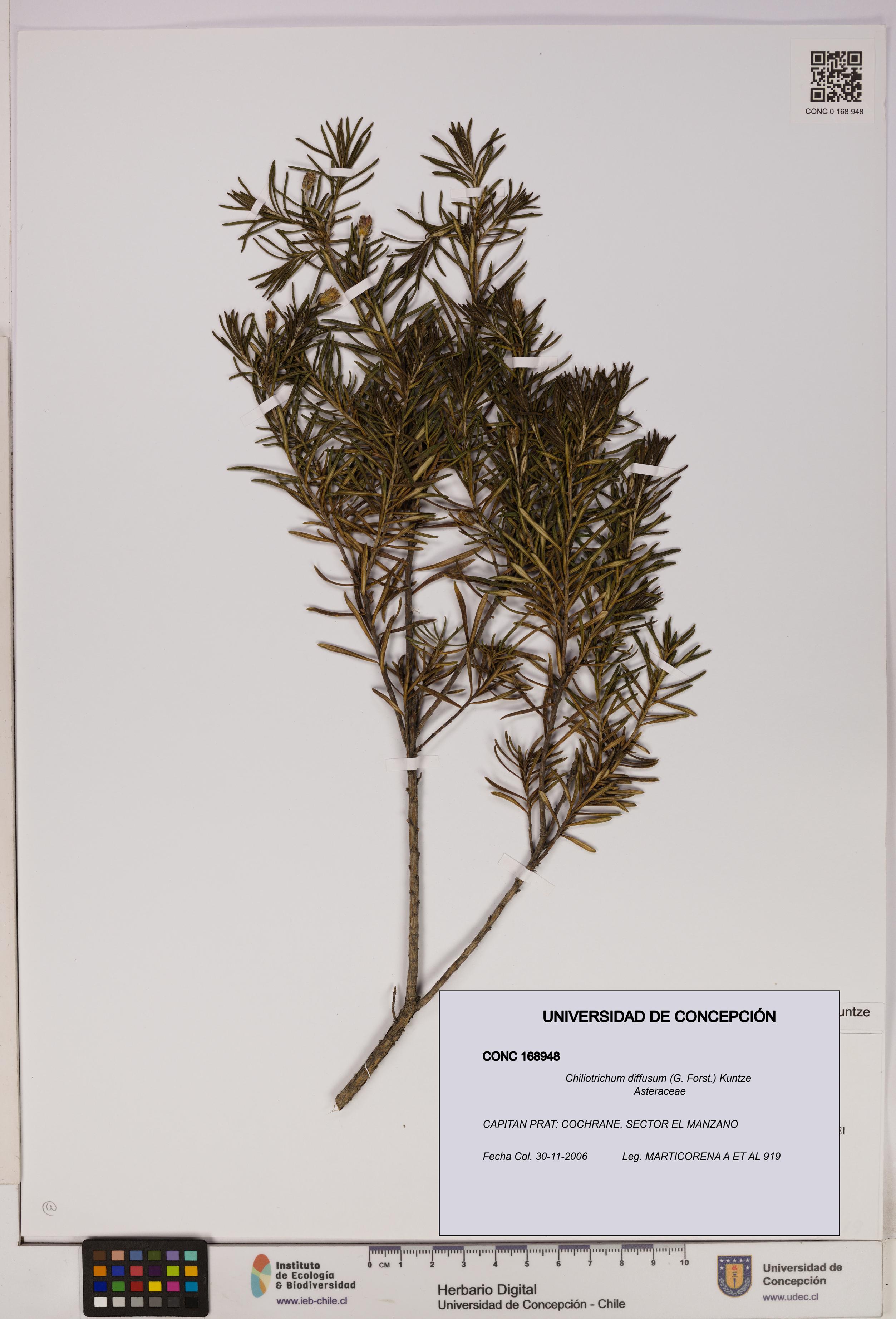 Chiliotrichum diffusum [Espécimen: UDEC:CONC:0168948]