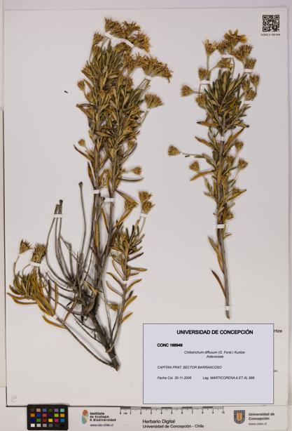 Chiliotrichum diffusum [Espécimen: UDEC:CONC:0168949]