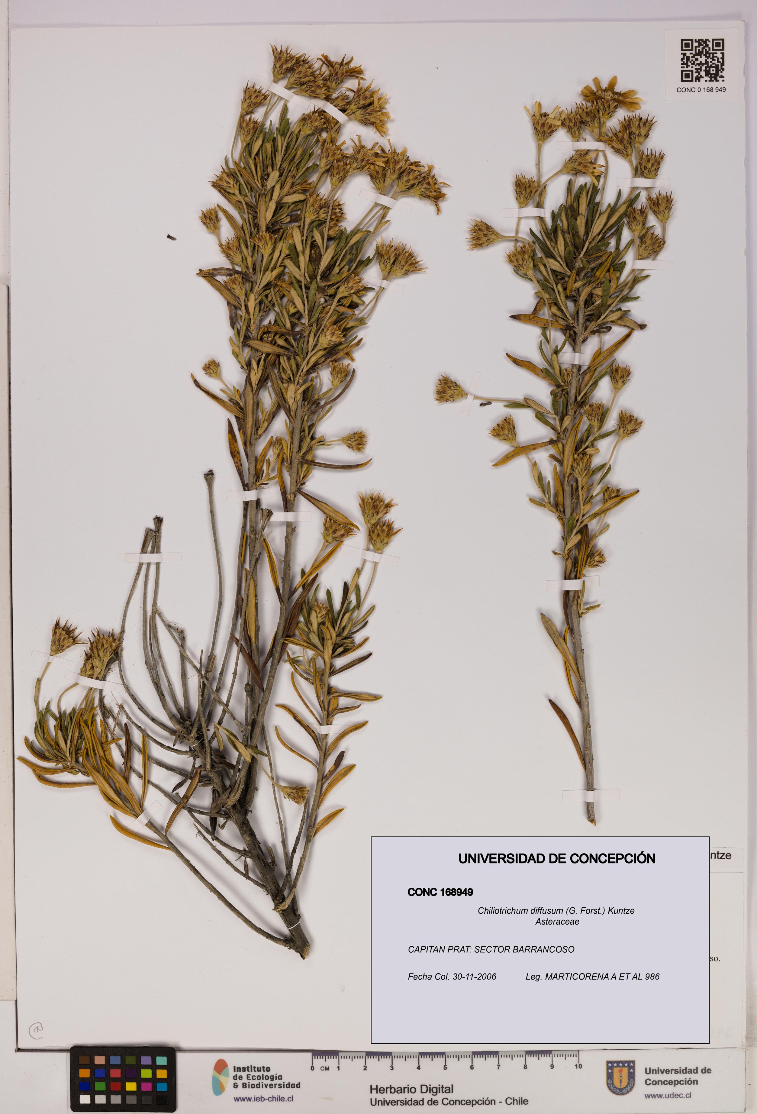 Chiliotrichum diffusum [Espécimen: UDEC:CONC:0168949]