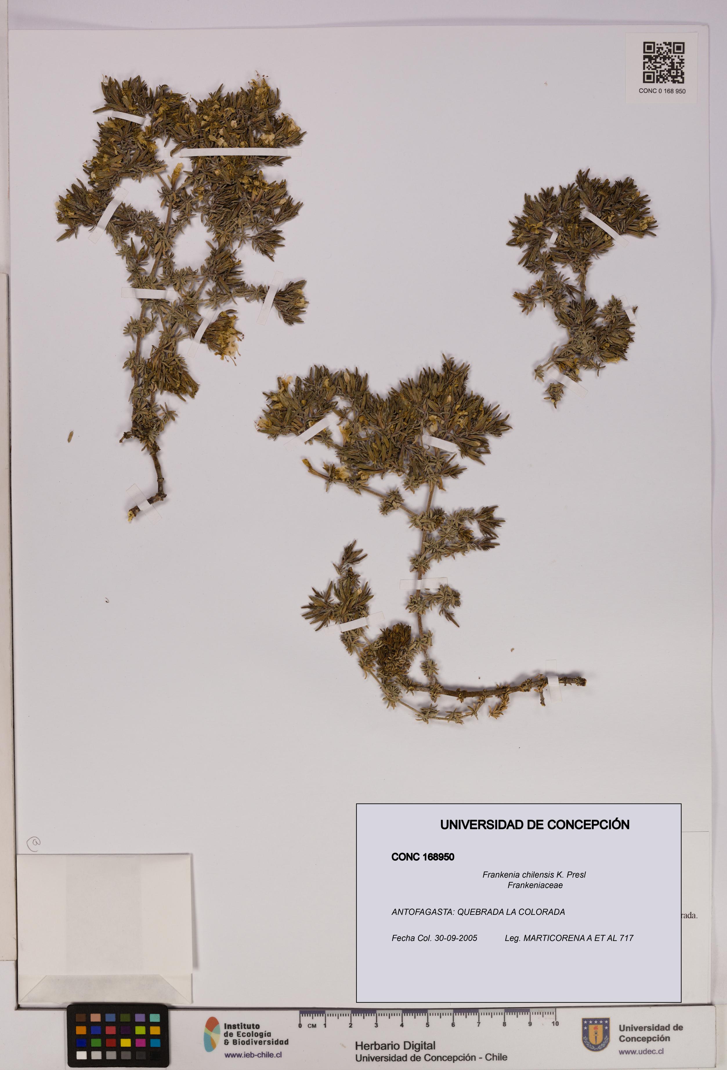Frankenia chilensis [Espécimen: UDEC:CONC:0168950]