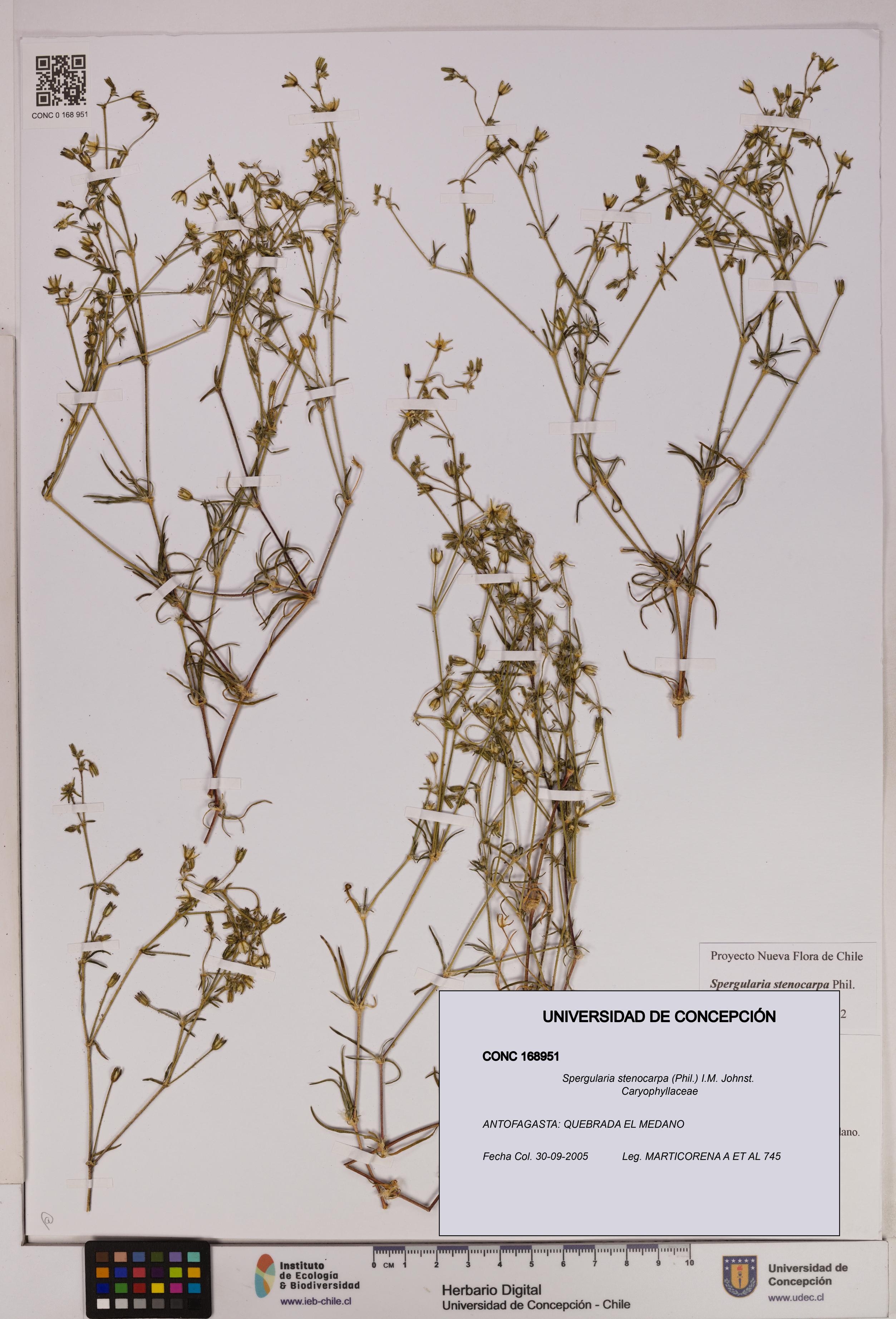 Spergularia stenocarpa [Espécimen: UDEC:CONC:0168951]