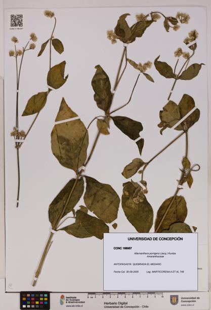 Alternanthera porrigens [Espécimen: UDEC:CONC:0168957]