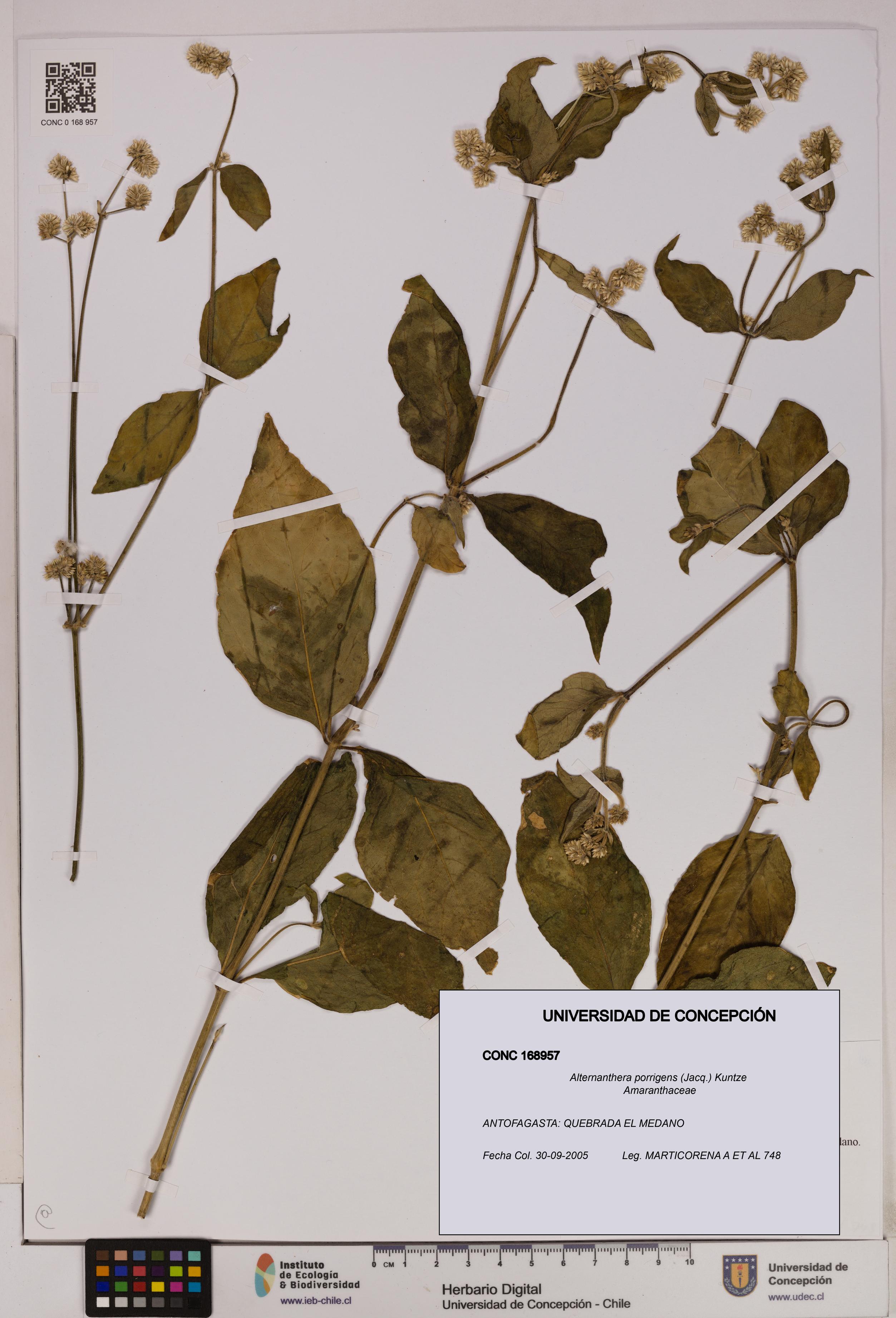 Alternanthera porrigens [Espécimen: UDEC:CONC:0168957]