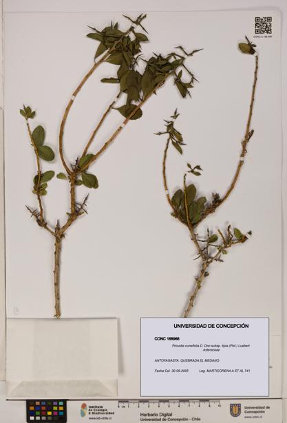 Proustia cuneifolia [Espécimen: UDEC:CONC:0168966]