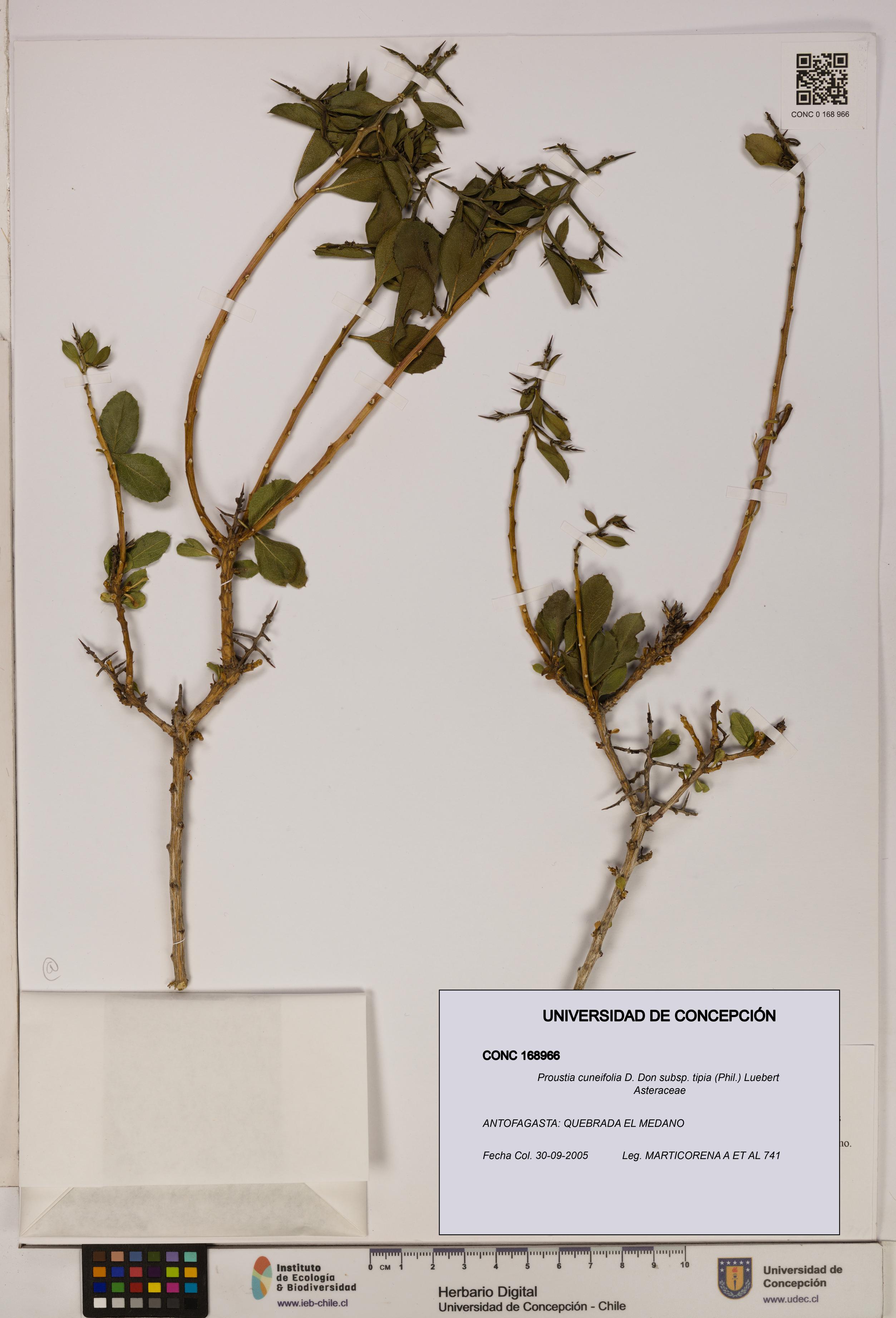 Proustia cuneifolia [Espécimen: UDEC:CONC:0168966]
