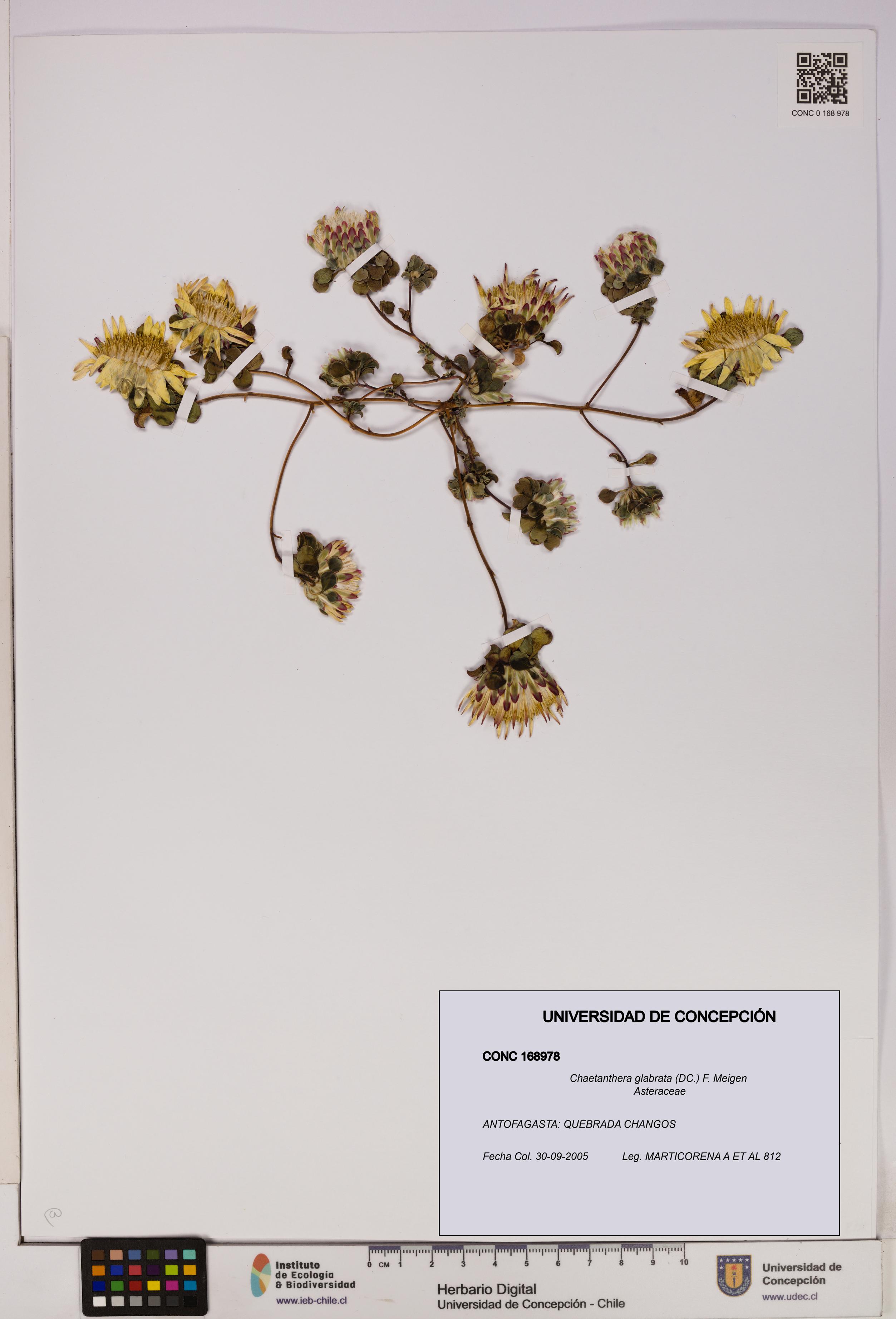 Chaetanthera glabrata [Espécimen: UDEC:CONC:0168978]