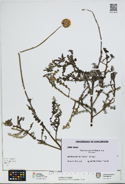 Polyachyrus cinereus [Espécimen: UDEC:CONC:0168980]