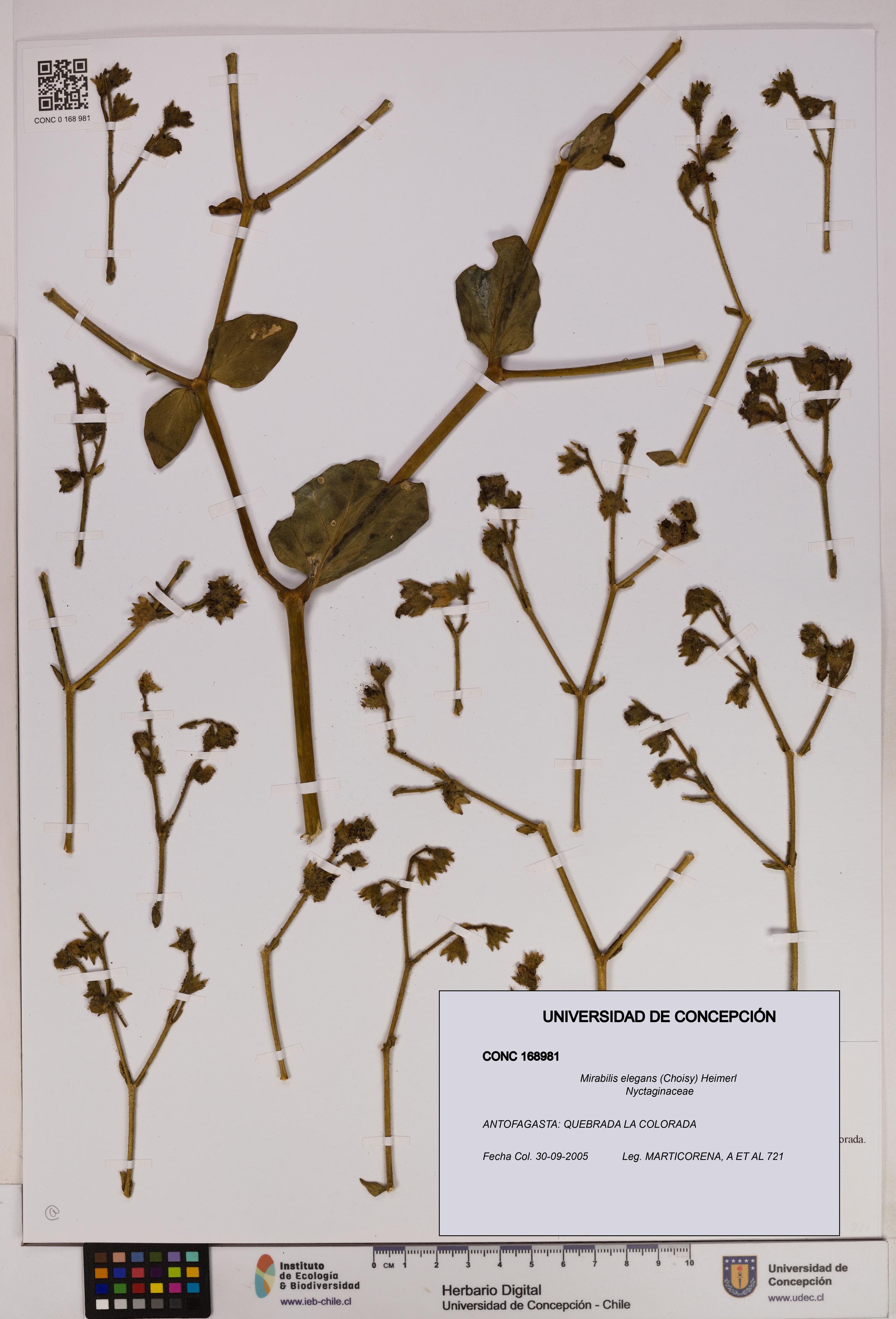 Mirabilis elegans [Espécimen: UDEC:CONC:0168981]