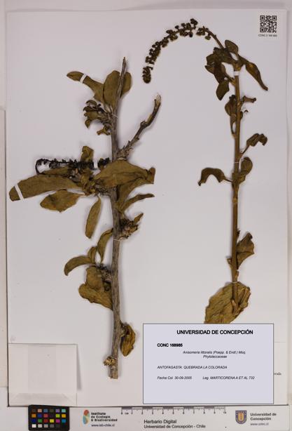 Anisomeria littoralis [Espécimen: UDEC:CONC:0168985]
