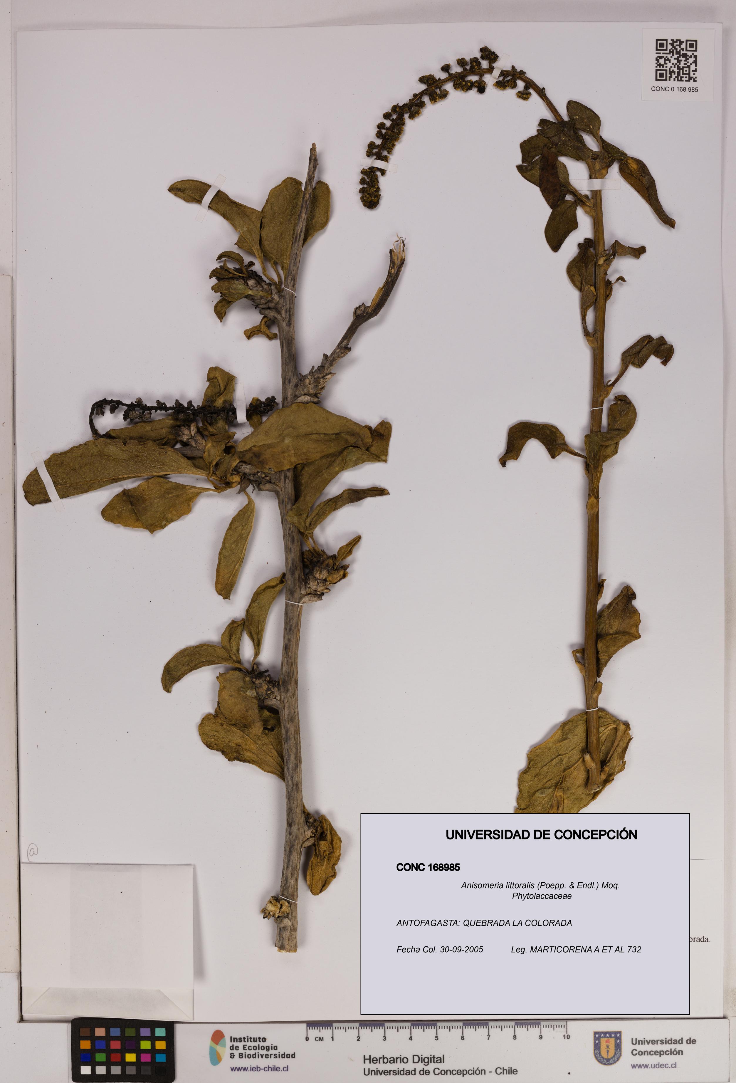 Anisomeria littoralis [Espécimen: UDEC:CONC:0168985]