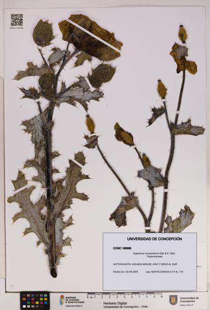 Argemone hunnemannii [Espécimen: UDEC:CONC:0168986]