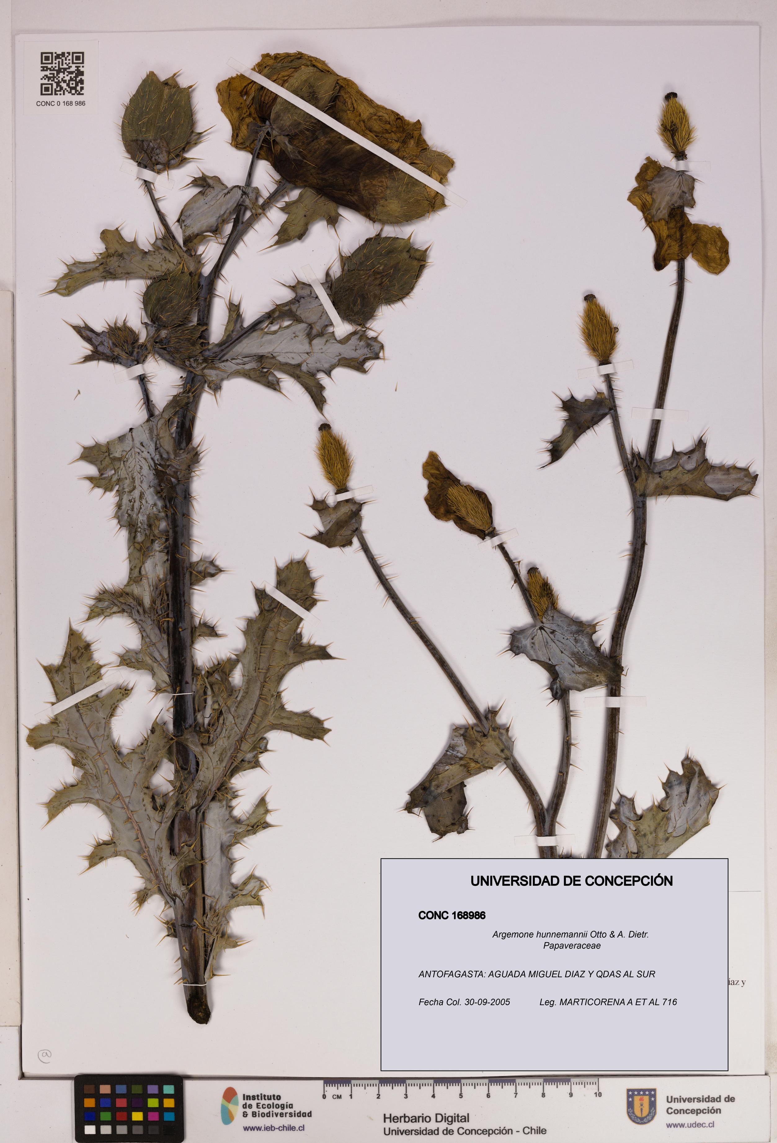 Argemone hunnemannii [Espécimen: UDEC:CONC:0168986]