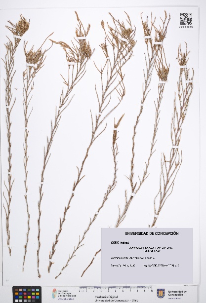 Bakerolimon plumosum [Espécimen: UDEC:CONC:0168992]