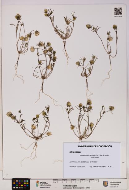 Chaetanthera albiflora [Espécimen: UDEC:CONC:0168996]