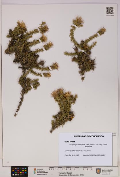 Chuquiraga ulicina subsp. ulicina [Espécimen: UDEC:CONC:0168998]