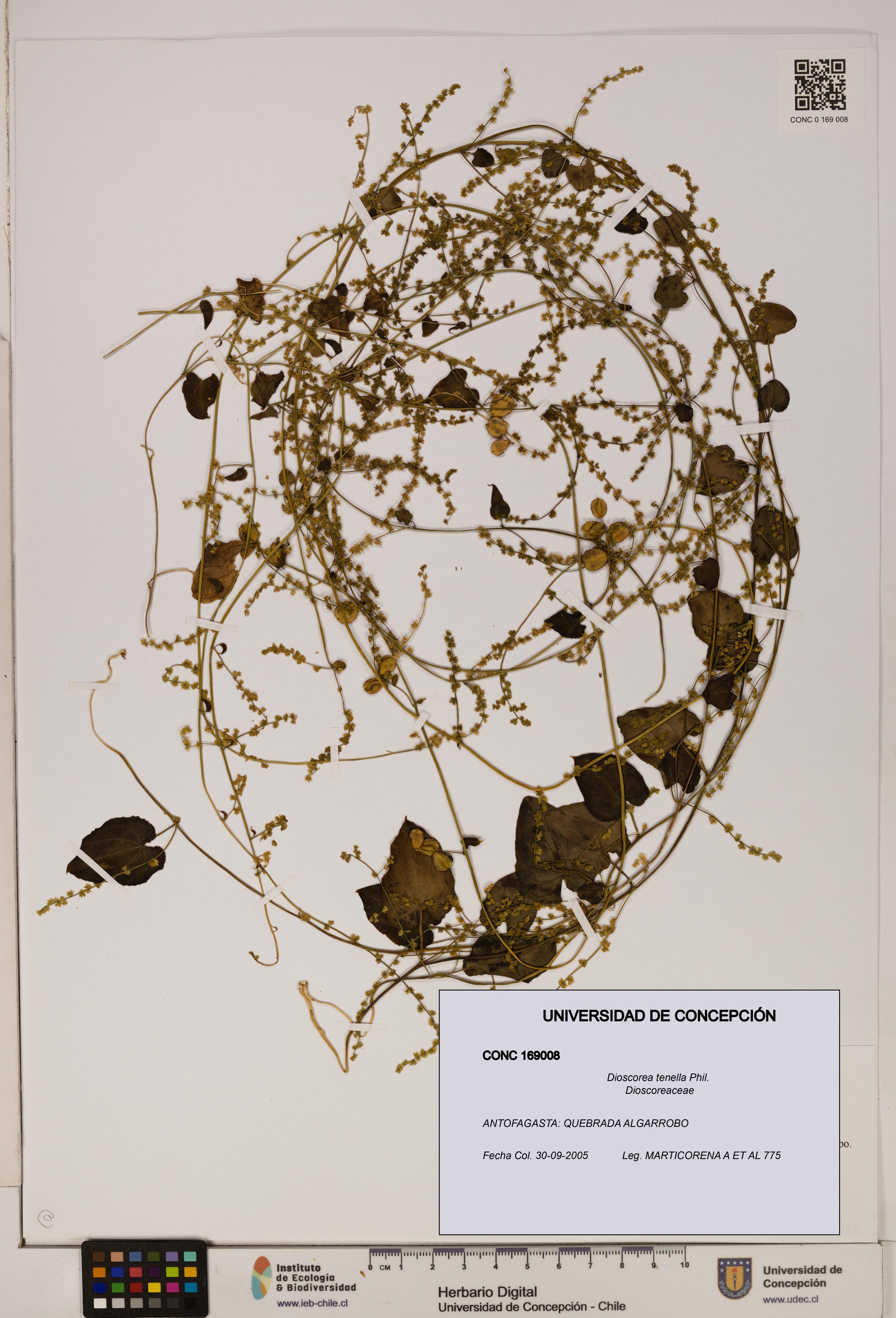 Dioscorea tenella [Espécimen: ]