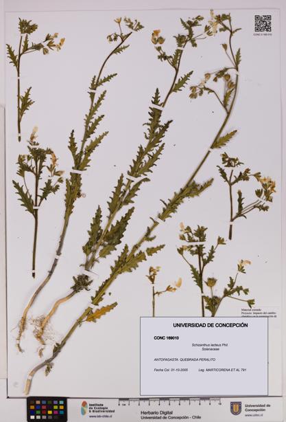Schizanthus lacteus [Espécimen: UDEC:CONC:0169010]