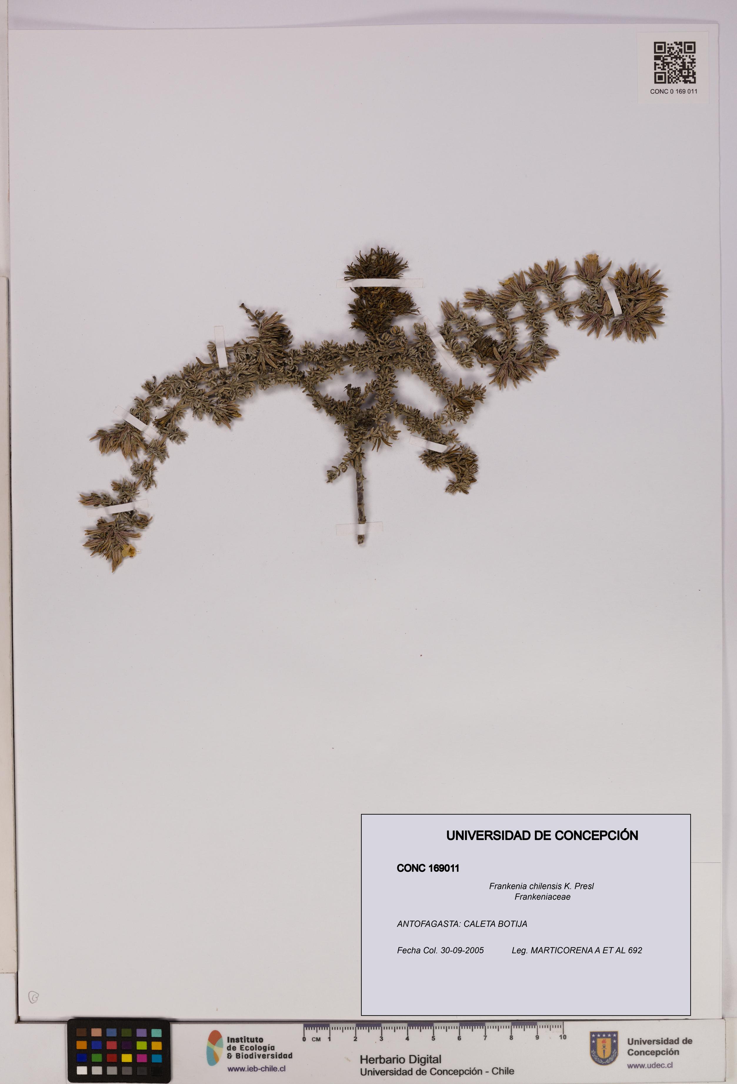 Frankenia chilensis [Espécimen: UDEC:CONC:0169011]