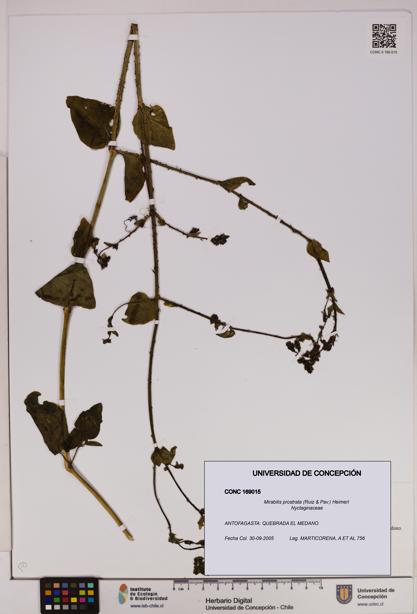 Mirabilis prostrata [Espécimen: UDEC:CONC:0169015]