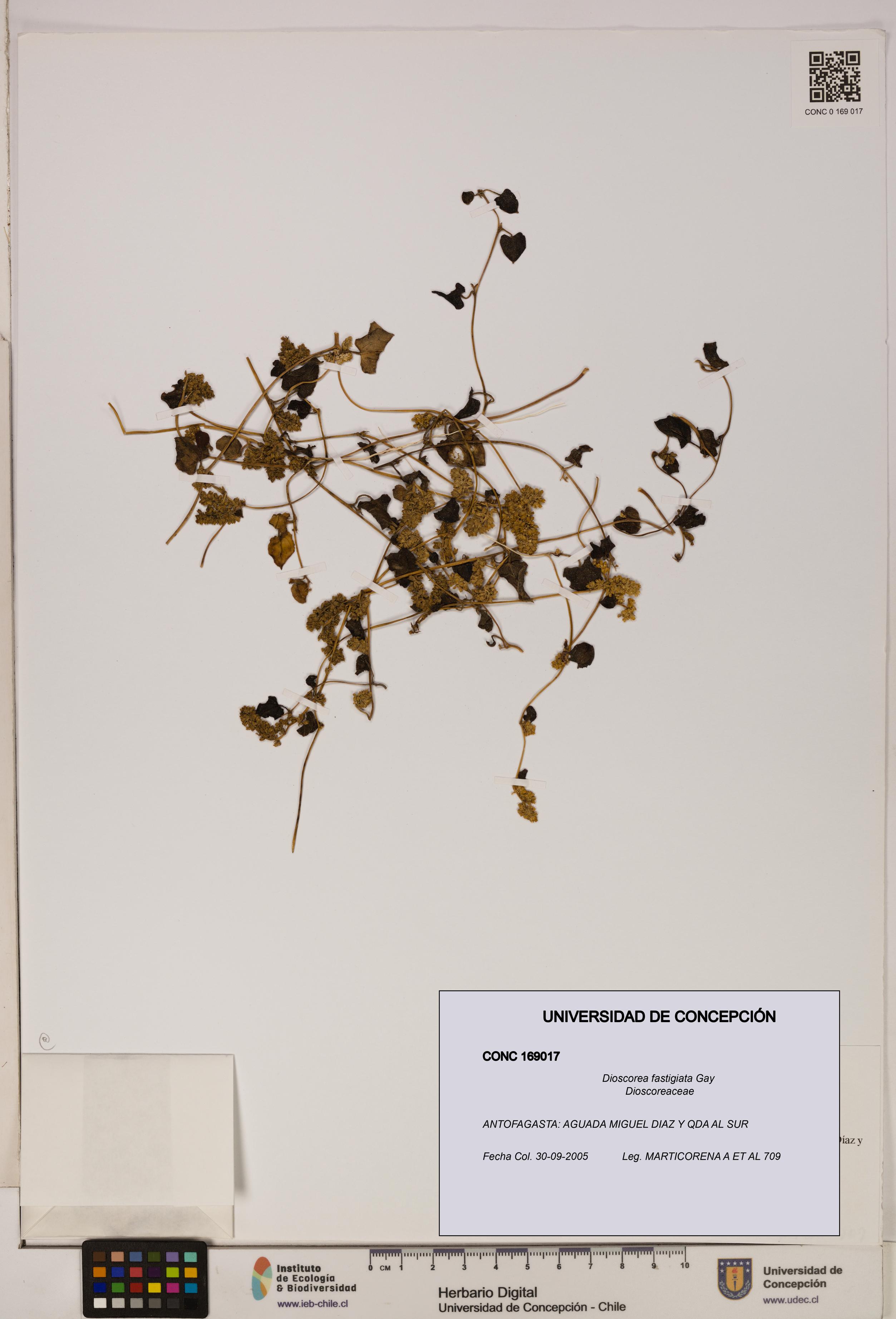 Dioscorea fastigiata [Espécimen: ]