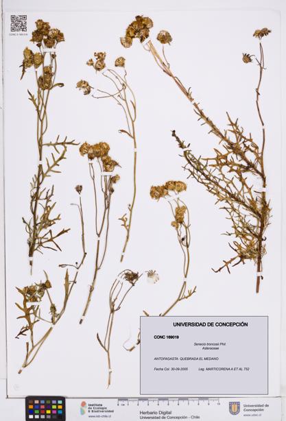 Senecio troncosii [Espécimen: ]