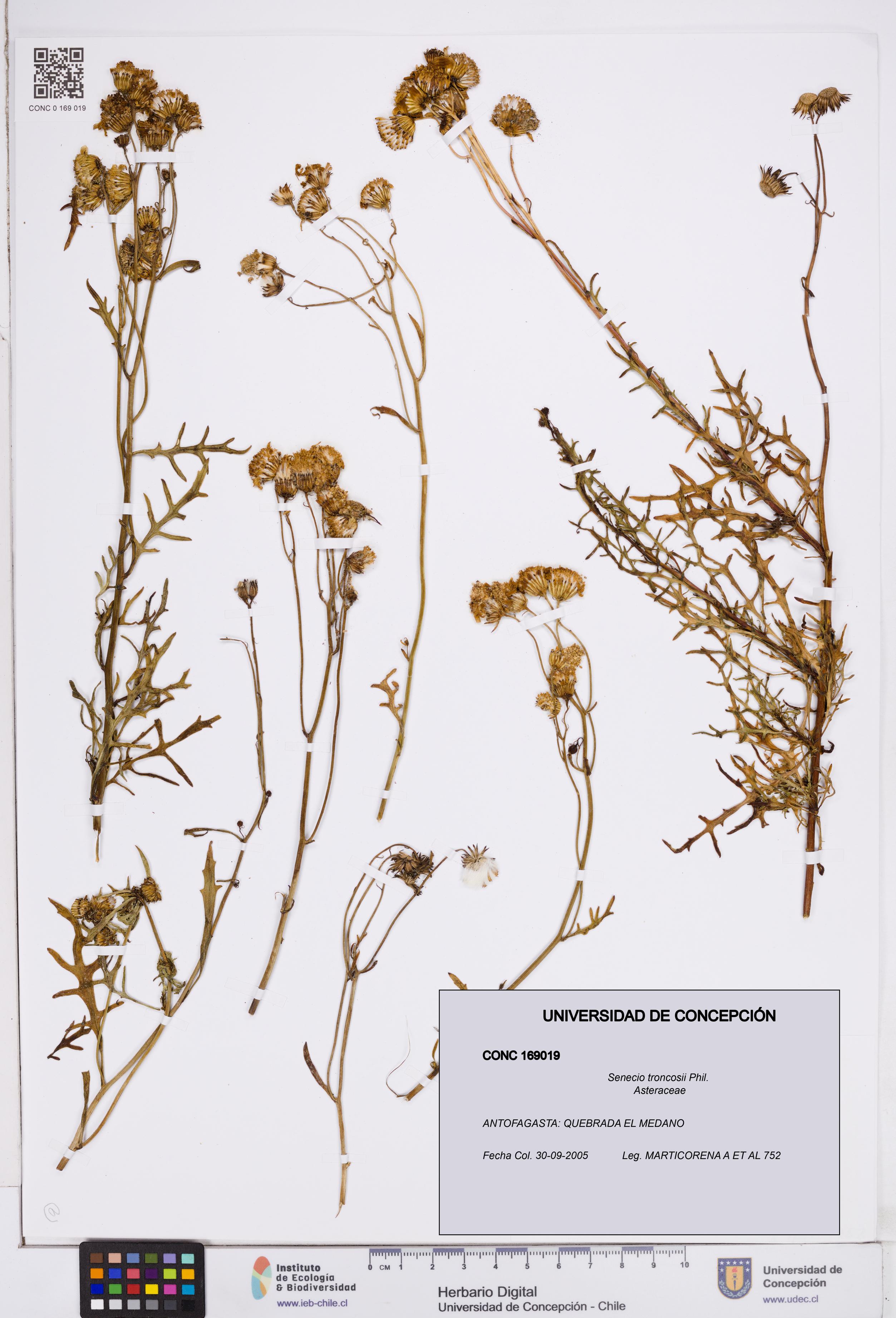 Senecio troncosii [Espécimen: ]